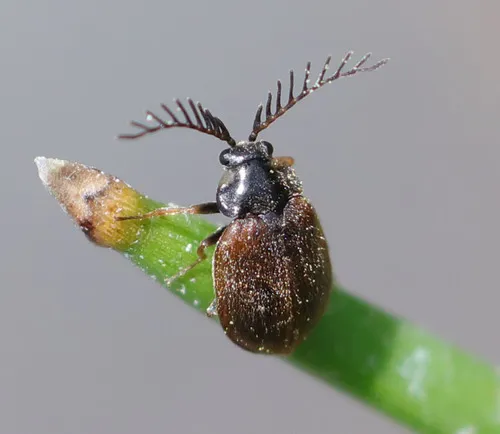 Eubrianax edwardsii - photo 3