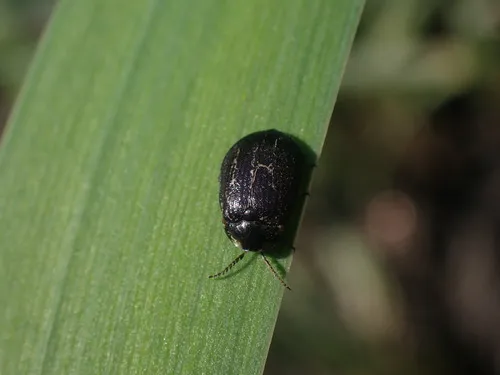Eubrianax granicollis