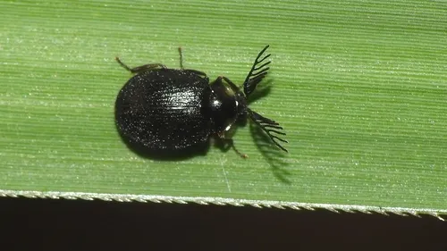 Eubrianax niger