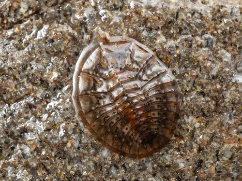 Eubrianax pellucidus