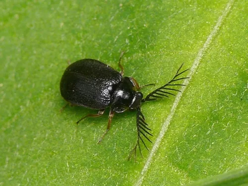 Eubrianax ramicornis