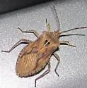 Eubule spartocerana - photo 4