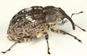 Eubulus bisignatus