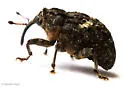 Eubulus bisignatus - photo 4