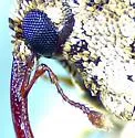 Eubulus bisignatus - photo 5