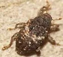 Eubulus obliquefasciatus