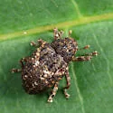 Eubulus obliquefasciatus - photo 4