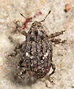 Eubulus parochus - Eubulus parochus