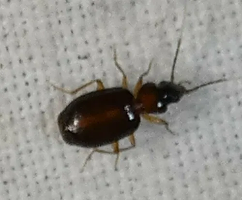 Eucaerus varicornis - photo 2