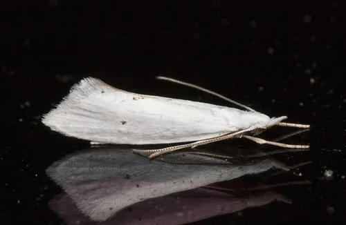 Eucalantica polita - Hodges#2350