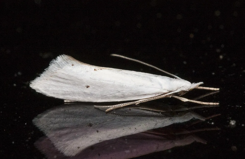 Eucalantica polita - Hodges#2350 - photo 3