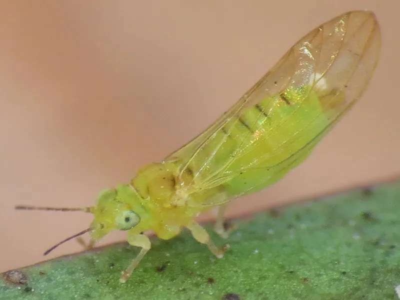 Spotted Gum Lerp Psyllid - photo 2