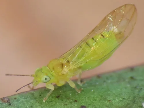 Spotted Gum Lerp Psyllid - photo 3