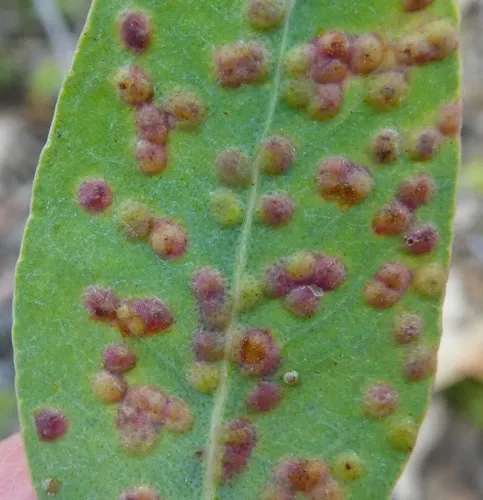 Eucalyptus Gall Wasp