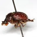 Eucanthus impressus