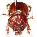 Eucanthus impressus - photo 5