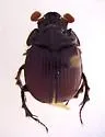 Eucanthus lazarus