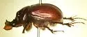 Eucanthus lazarus - photo 3