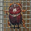 Eucanthus lazarus - photo 4