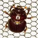 Eucanthus lazarus - photo 5