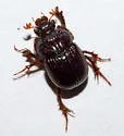 Eucanthus subtropicus - photo 2