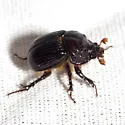 Eucanthus subtropicus - photo 4