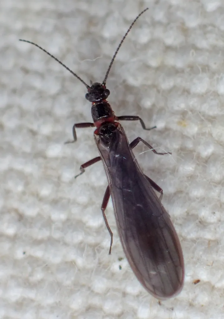 Eucapnopsis brevicauda - Eucapnopsis brevicauda