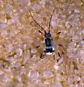 Mint aphid - photo 2