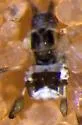 Mint aphid - photo 3