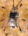 Mint aphid - photo 4