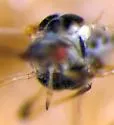 Mint aphid - photo 5