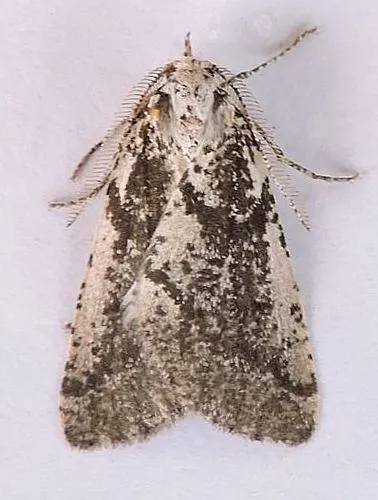 Eucaterva bonniwelli - Hodges#6919