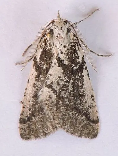 Eucaterva bonniwelli - Hodges#6919 - photo 2