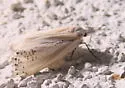 Eucaterva variaria - Hodges#6918 - Eucaterva variaria