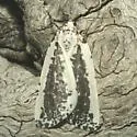 Eucaterva variaria - Hodges#6918 - photo 3