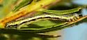 Eucaterva variaria - Hodges#6918 - photo 4
