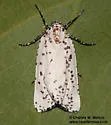 Eucaterva variaria - Hodges#6918 - photo 5