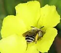 Eucera actuosa