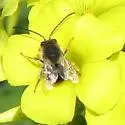 Eucera actuosa - photo 2