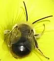 Eucera actuosa - photo 3