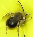 Eucera actuosa - photo 4