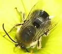 Eucera actuosa - photo 5