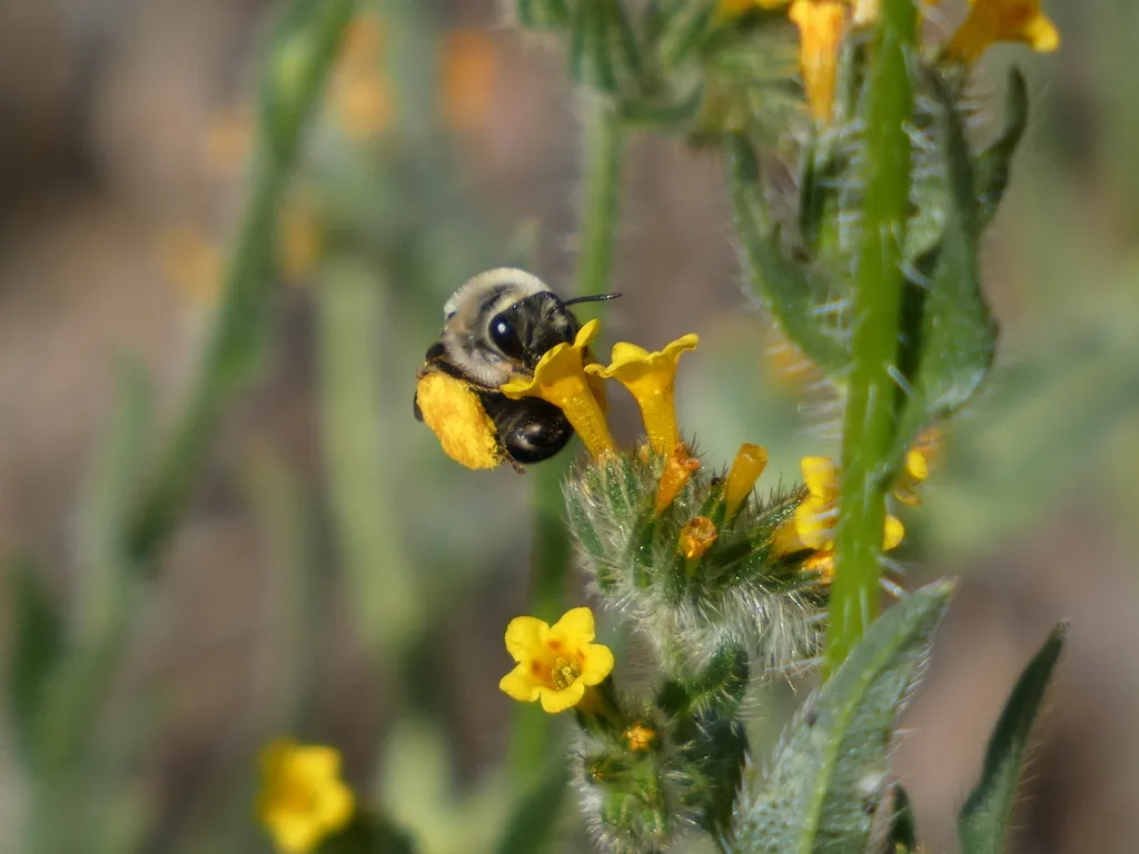 Eucera amsinckiae - photo 2