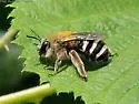 Eucera cordleyi