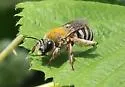 Eucera cordleyi - photo 2