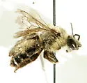 Eucera frater