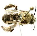 Eucera frater - photo 2
