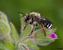 Eucera frater - photo 3