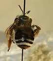 Eucera frater - photo 4