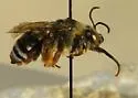 Eucera frater - photo 5